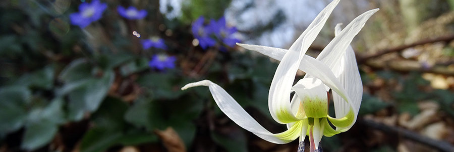 Primavera d'intorno brilla nell'aria !