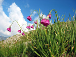 Aglio d'Insubria - Sentiero dei fiori