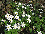 Anemone nemorosa nei boschi di Valle Serina