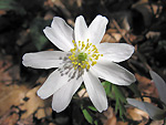 Anemone nemorosa nei boschi di Valle Serina