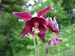 Aquilegia atrata sul Costone sopra Zogno