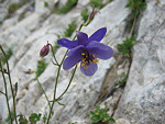 Aquilegia di Einsele (Aquilegia einseleana) al Sentiero ei Fiori 