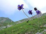 Aquilegia di Einsele in Cima Menna