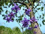 Aquilegia atrata  sulla mulattiera per il Monte Molinasco