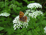 Atamanta comune (Athamanta cretensis)