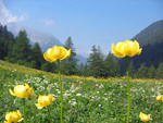Botton d'oro (Trollius europaeus) alle Baite di Mezzeno