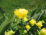 Botton d'oro (Trollius eurpaeus) sui pascoli verso il Lago Branchino all'inizio del sentiero dei Fiori