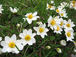 Camedrio alpino ((Dryas octopetala)  al Passo di Gabbia sul Sentiero dei Fiori