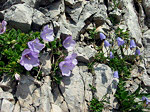 Campanula dell'Arciduca (Campanula raineri) e Campanula dei ghiaioni (Campanula cochlearifolia) sul Sentiero dei fiori