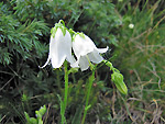 Campanula barbata bianca in Val Ponteranica