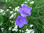 Campanula dei ghiaioni