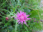 Cavolaccio alpino (Carduus carlinaefolius)