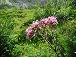 Cavolaccio verde (Adenostyles glabra)  sul Sentiero dei Fiori