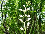 Cefalantera (Cephalantera longifolia) sul Monte Molinasco