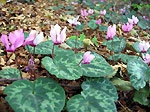 Ciclamini (Cyclamen neapolitanum) nei boschi di Aviatico (Selvino)