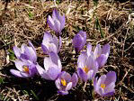 Crocus primaverili (Crocus vernus)