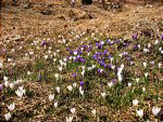 Crocus primaverili