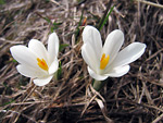 Crocus primaverili (Crocus vernus) ai Piani dell'Alben