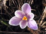 Crocus primaverile (Crocus vernus) variet? violetto