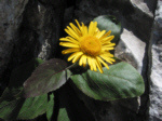 Doronico (Doronicum grandiflorum) sul Sentiero dei Fiori (Alpe Arera di Oltre il Colle - BG)