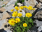 Doronicum grandiflorum