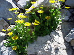 Doronicum grandiiflorum