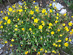Eliantemo rupino ((Helianthemum oelandicum)haponticum scariosum