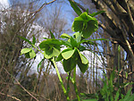 Elleboro verde (Helleborus viridis)