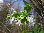 Elleboro verde a Cornalta in Val Serina