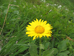 Doronico dei macereti (Doronicum grandiflorium) sul Sentiero dei Fiori