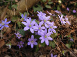 Erba Trinit (Hepatica nobilis)