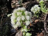 Farfaraccio bianco (Petasites hybridus)