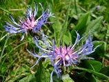 Fiordaliso montano nei prati di Ca' Boffelli verso Cima Molinasco