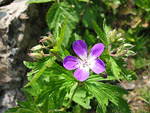 Geranio selvaggio (Geranium)  sul Sentiero dei Fiori