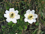 Pulsatilla alpina in Alben