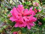 Rododendro rosso