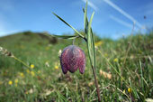 Fritilaria tubiformis in zona Baciamorti - foto Duilio Gervasoni