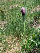 Fritilaria tubiformis in zona Baciamorti - foto Piero Gritti 17 maggio 07