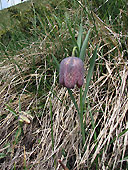Fritilaria tubiformis in zona Baciamorti - foto Piero Gritti 17 maggio 07
