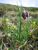 Fritilaria tubiformis in zona Baciamorti - foto Piero Gritti 17 maggio 07