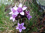 Genzianella Germanica (Gentianella Germanica) in Val Sambuzza