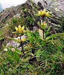 Genziana puntata (Gentiana punctata) ai Laghi Gemelli