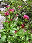 Genziana porporina (Gentiana purpurea) ai Laghi Gemelli