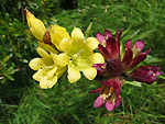 Gentiana lutea e porporina - foto Piero Gritti