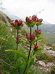 Genziana porporina (Gentiana purpurea) ai Laghi Gemelli