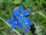 Genziana primaticcia-alata (Gentiana utricolosa)