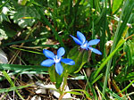 Genzian primaticcia (Gentiana verna) sul Sentiero dei Fiori