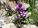 Genzianella germanica (Gentianella germanica) sul Montebello di Foppolo
