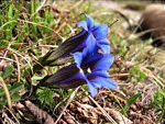 Genzianella di primavera