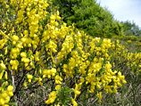 Ginestra giallissima e profumatissima sul Monte Molinasco